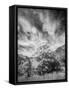 USA, Utah, Infrared of the Logan Pass area and lone tree-Terry Eggers-Framed Stretched Canvas