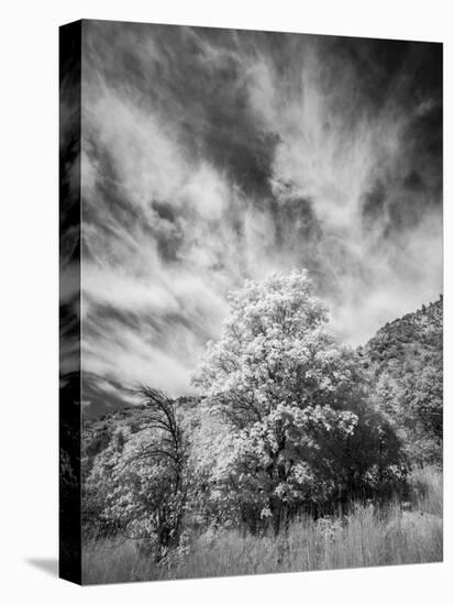 USA, Utah, Infrared of the Logan Pass area and lone tree-Terry Eggers-Stretched Canvas