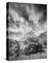 USA, Utah, Infrared of the Logan Pass area and lone tree-Terry Eggers-Stretched Canvas