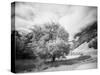 USA, Utah, Infrared of the Logan Pass area and lone tree-Terry Eggers-Stretched Canvas