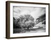 USA, Utah, Infrared of the Logan Pass area and lone tree-Terry Eggers-Framed Photographic Print