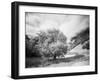 USA, Utah, Infrared of the Logan Pass area and lone tree-Terry Eggers-Framed Photographic Print