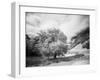 USA, Utah, Infrared of the Logan Pass area and lone tree-Terry Eggers-Framed Photographic Print