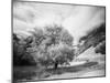 USA, Utah, Infrared of the Logan Pass area and lone tree-Terry Eggers-Mounted Photographic Print