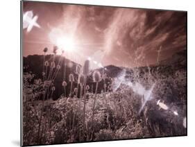 USA, Utah, Infrared of the Logan Pass area with sunrays-Terry Eggers-Mounted Photographic Print