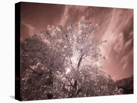 USA, Utah, Infrared of the Logan Pass area-Terry Eggers-Stretched Canvas