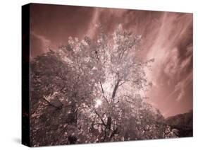 USA, Utah, Infrared of the Logan Pass area-Terry Eggers-Stretched Canvas