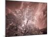 USA, Utah, Infrared of the Logan Pass area-Terry Eggers-Mounted Photographic Print