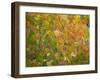 USA, Utah, Logan Pass. Autumn colors in Logan Pass Utah.-Julie Eggers-Framed Photographic Print