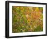 USA, Utah, Logan Pass. Autumn colors in Logan Pass Utah.-Julie Eggers-Framed Photographic Print