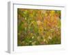 USA, Utah, Logan Pass. Autumn colors in Logan Pass Utah.-Julie Eggers-Framed Photographic Print