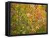 USA, Utah, Logan Pass. Autumn colors in Logan Pass Utah.-Julie Eggers-Framed Stretched Canvas