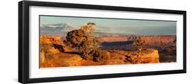 USA, Utah. Panoramic of twisted juniper at an overlook, Dead Horse Point State Park.-Judith Zimmerman-Framed Photographic Print