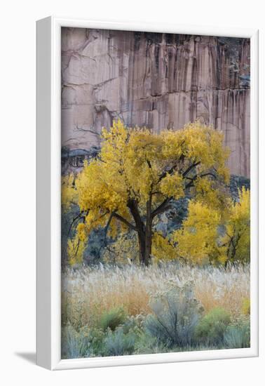 USA, Utah. Sandstone cliff face and autumn cottonwood trees, Capital Reef National Park.-Judith Zimmerman-Framed Photographic Print