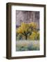 USA, Utah. Sandstone cliff face and autumn cottonwood trees, Capital Reef National Park.-Judith Zimmerman-Framed Photographic Print