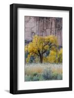 USA, Utah. Sandstone cliff face and autumn cottonwood trees, Capital Reef National Park.-Judith Zimmerman-Framed Photographic Print