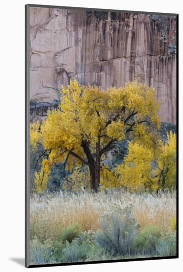 USA, Utah. Sandstone cliff face and autumn cottonwood trees, Capital Reef National Park.-Judith Zimmerman-Mounted Photographic Print