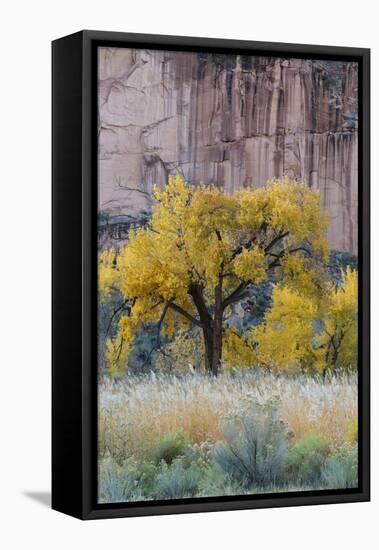 USA, Utah. Sandstone cliff face and autumn cottonwood trees, Capital Reef National Park.-Judith Zimmerman-Framed Stretched Canvas
