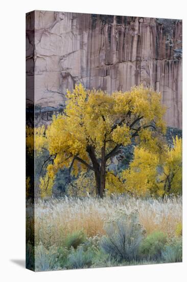 USA, Utah. Sandstone cliff face and autumn cottonwood trees, Capital Reef National Park.-Judith Zimmerman-Stretched Canvas