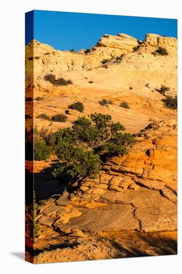 USA, Utah. Sandstone formation and cross-bedded layers, Canyonlands NP, Island in the Sky.-Judith Zimmerman-Stretched Canvas