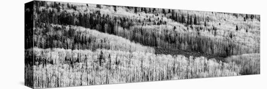 USA, Utah. Stark aspen in the Manti-La Sal National Forest near Moab.-Judith Zimmerman-Stretched Canvas