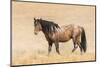 USA, Utah, Tooele County. Wild horse adult profile.-Jaynes Gallery-Mounted Photographic Print