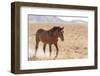 USA, Utah, Tooele County. Wild horse adult walking.-Jaynes Gallery-Framed Photographic Print