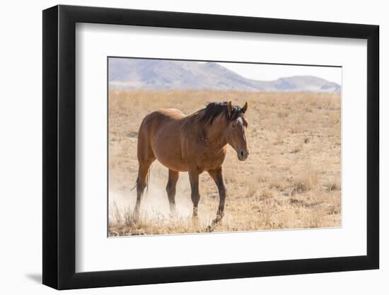 USA, Utah, Tooele County. Wild horse adult walking.-Jaynes Gallery-Framed Photographic Print