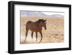 USA, Utah, Tooele County. Wild horse adult walking.-Jaynes Gallery-Framed Photographic Print