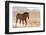 USA, Utah, Tooele County. Wild horse adult walking.-Jaynes Gallery-Framed Photographic Print