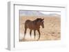 USA, Utah, Tooele County. Wild horse adult walking.-Jaynes Gallery-Framed Photographic Print