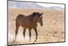 USA, Utah, Tooele County. Wild horse adult walking.-Jaynes Gallery-Mounted Photographic Print