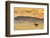 USA, Utah, Tooele County. Wild horse at sunrise.-Jaynes Gallery-Framed Photographic Print