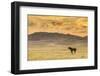 USA, Utah, Tooele County. Wild horse at sunrise.-Jaynes Gallery-Framed Photographic Print