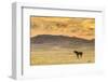 USA, Utah, Tooele County. Wild horse at sunrise.-Jaynes Gallery-Framed Photographic Print