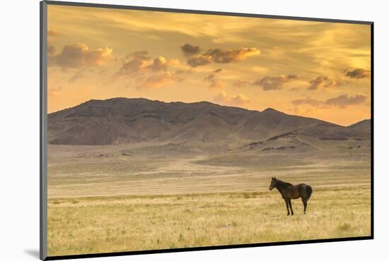 USA, Utah, Tooele County. Wild horse at sunrise.-Jaynes Gallery-Mounted Photographic Print