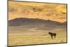 USA, Utah, Tooele County. Wild horse at sunrise.-Jaynes Gallery-Mounted Photographic Print