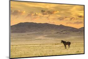 USA, Utah, Tooele County. Wild horse at sunrise.-Jaynes Gallery-Mounted Photographic Print