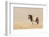 USA, Utah, Tooele County. Wild horse close-up.-Jaynes Gallery-Framed Photographic Print