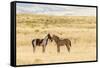 USA, Utah, Tooele County. Wild horse foals greeting.-Jaynes Gallery-Framed Stretched Canvas