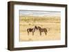 USA, Utah, Tooele County. Wild horse foals greeting.-Jaynes Gallery-Framed Photographic Print