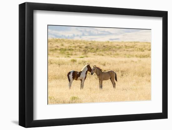 USA, Utah, Tooele County. Wild horse foals greeting.-Jaynes Gallery-Framed Photographic Print