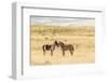 USA, Utah, Tooele County. Wild horse foals greeting.-Jaynes Gallery-Framed Photographic Print