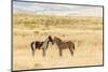 USA, Utah, Tooele County. Wild horse foals greeting.-Jaynes Gallery-Mounted Photographic Print