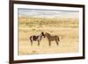 USA, Utah, Tooele County. Wild horse foals greeting.-Jaynes Gallery-Framed Photographic Print