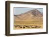 USA, Utah, Tooele County. Wild horse herd grazing.-Jaynes Gallery-Framed Photographic Print