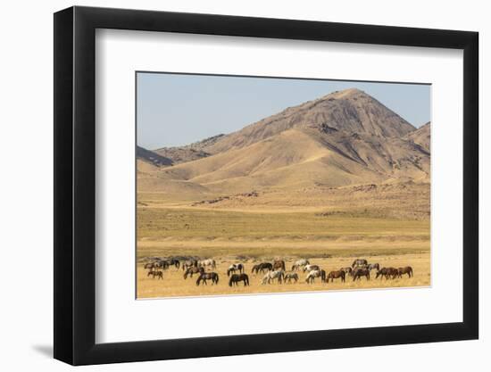 USA, Utah, Tooele County. Wild horse herd grazing.-Jaynes Gallery-Framed Photographic Print