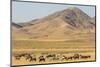 USA, Utah, Tooele County. Wild horse herd grazing.-Jaynes Gallery-Mounted Photographic Print