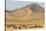 USA, Utah, Tooele County. Wild horse herd grazing.-Jaynes Gallery-Stretched Canvas