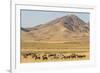 USA, Utah, Tooele County. Wild horse herd grazing.-Jaynes Gallery-Framed Photographic Print